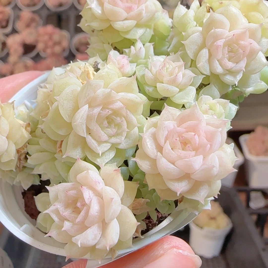 花语多肉0104-108散