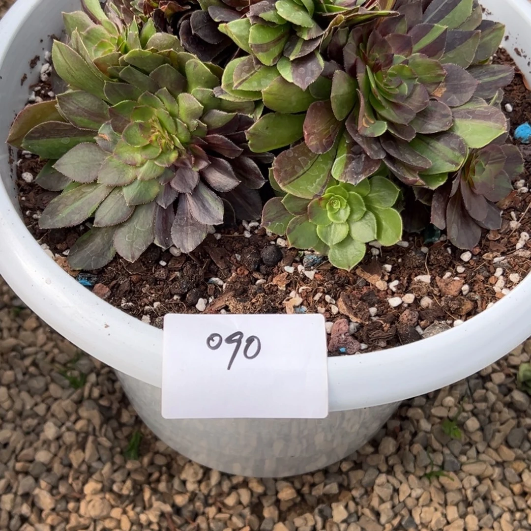 090多肉法师花月夜缀一个