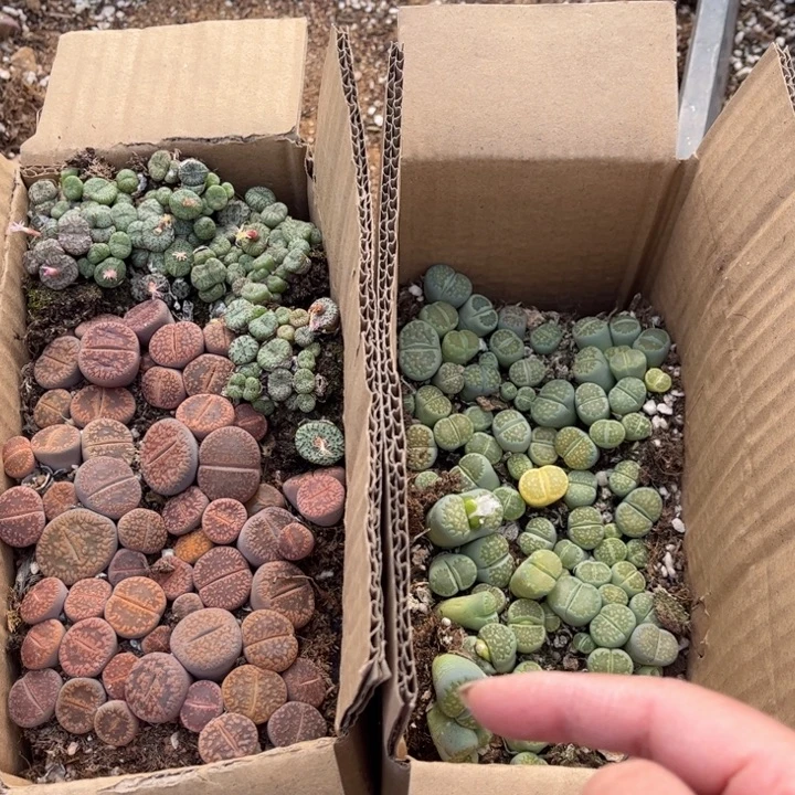 一箱三品种混搭888888888