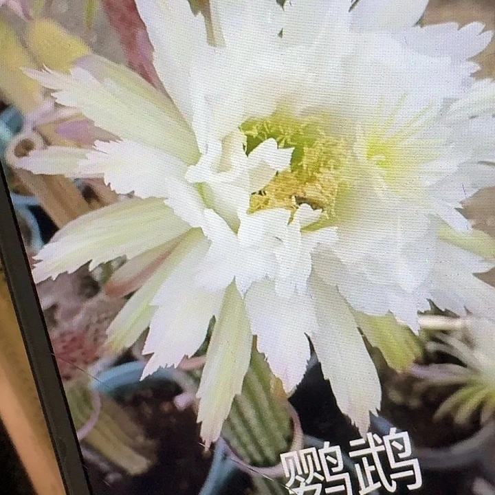 鹦鹉侧芽5公分左右毛花柱（20包邮）