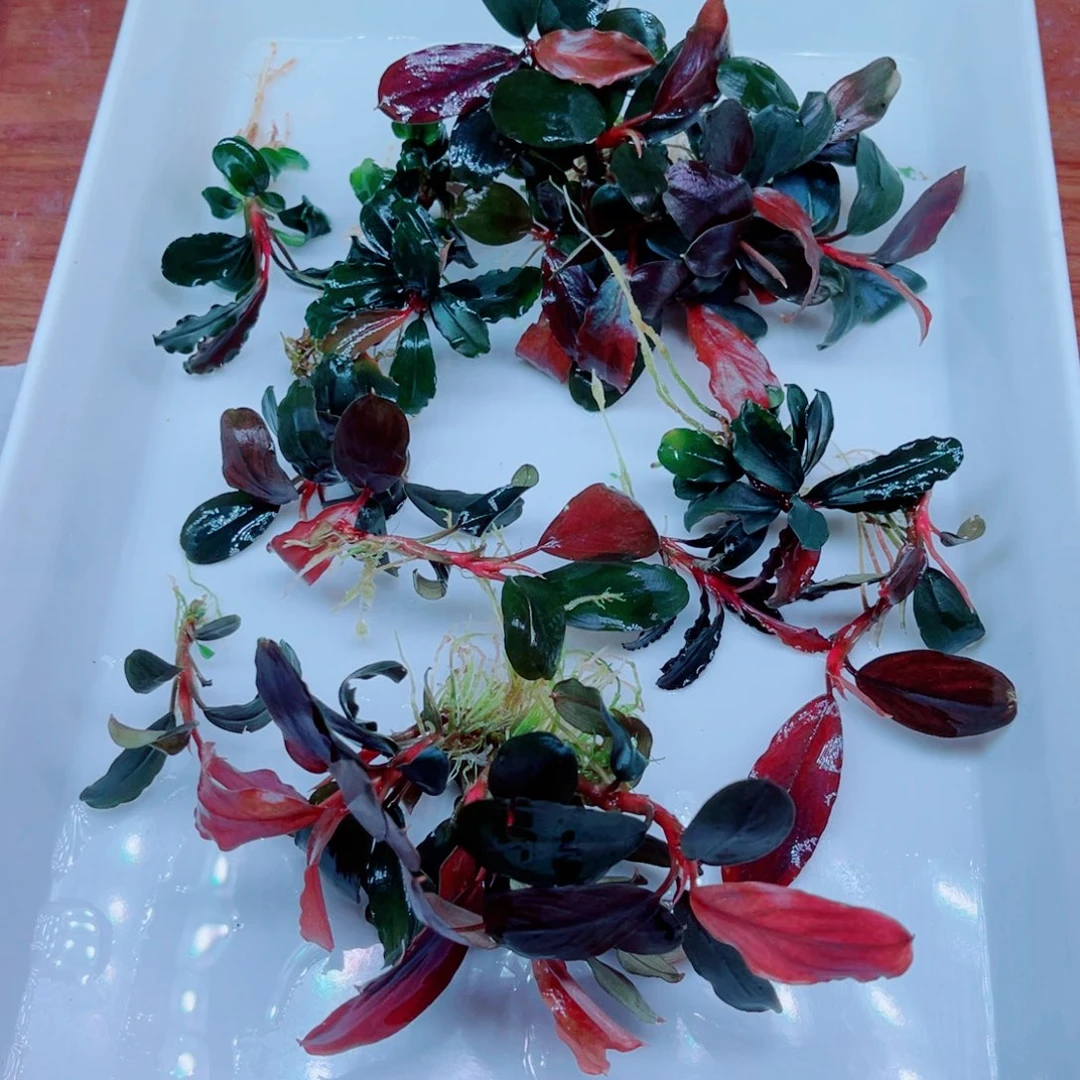 美小呆特价套餐一份