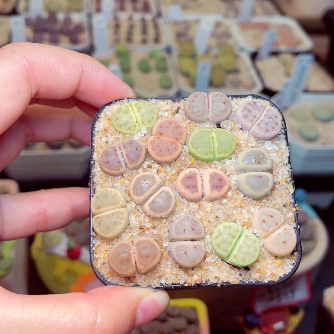 微***濛280号带盆包邮发货