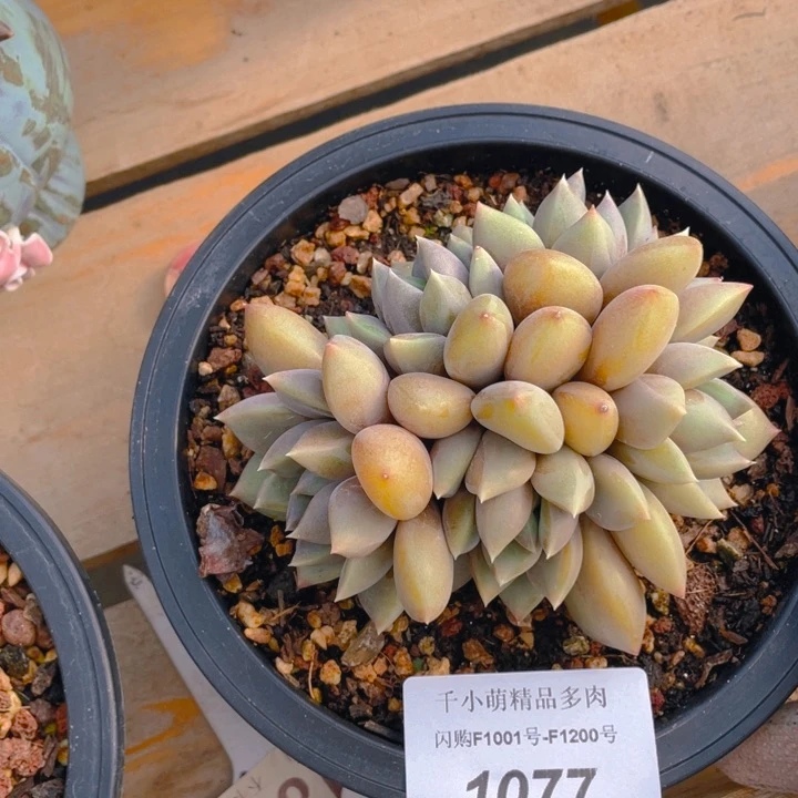 谢谢你的支持000001077