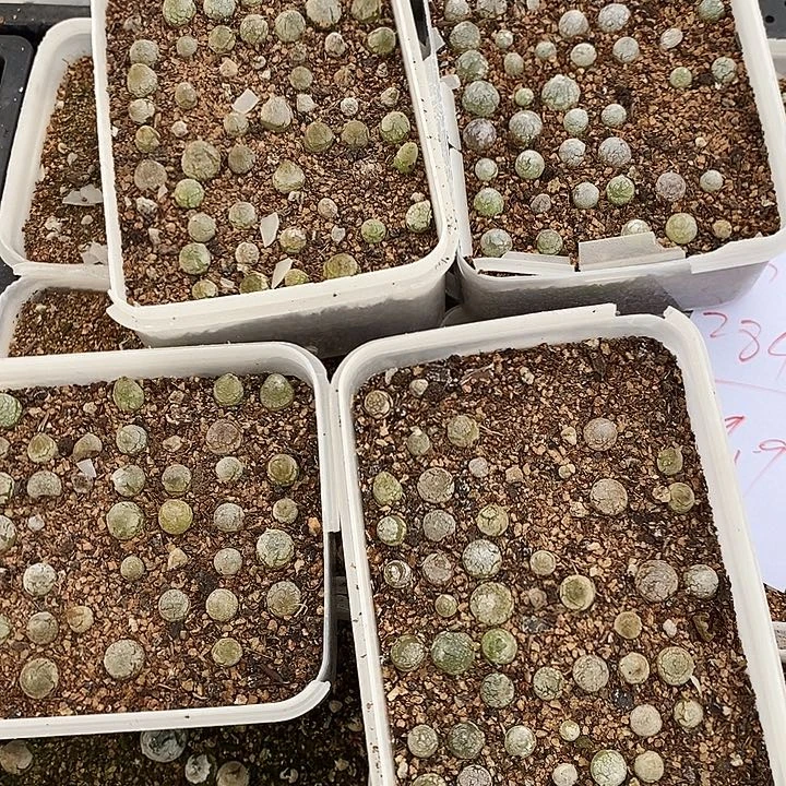 2840灯泡1盒。