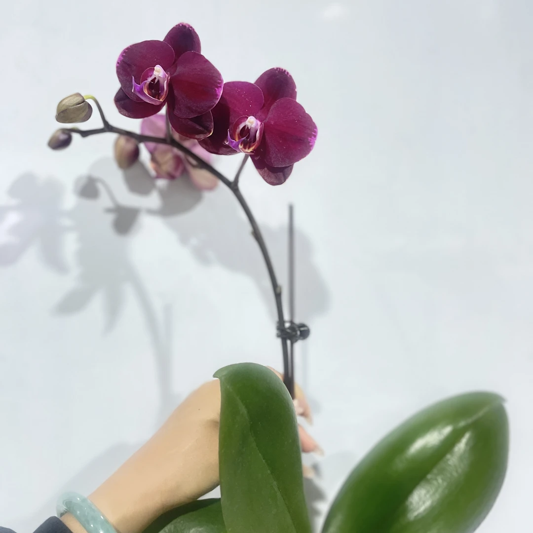 【红宝石】蝴蝶兰兰花盆栽开花株 四季好养护绿植叶片