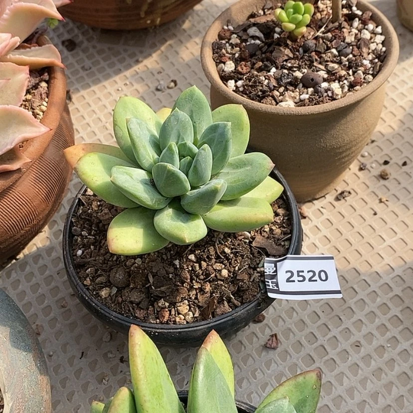 【闪购商品】海洋之歌2520