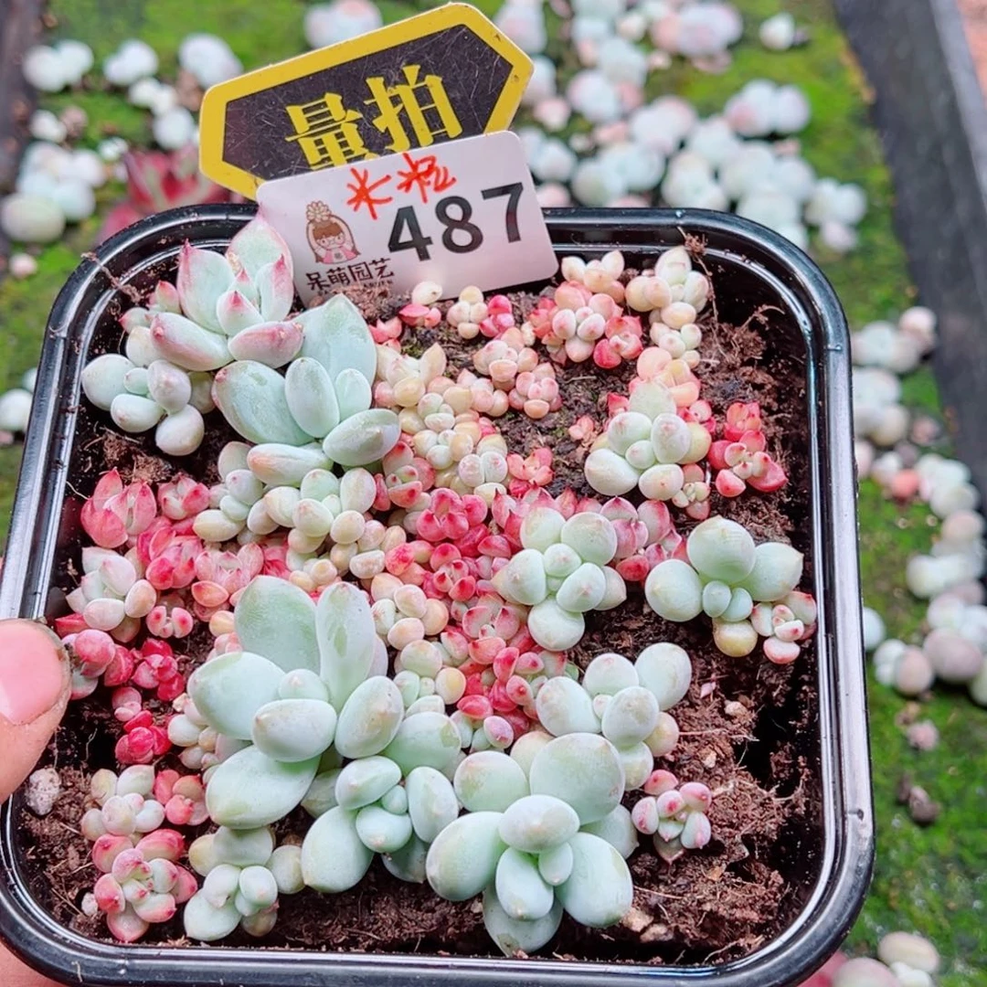 多肉植物多肉植物