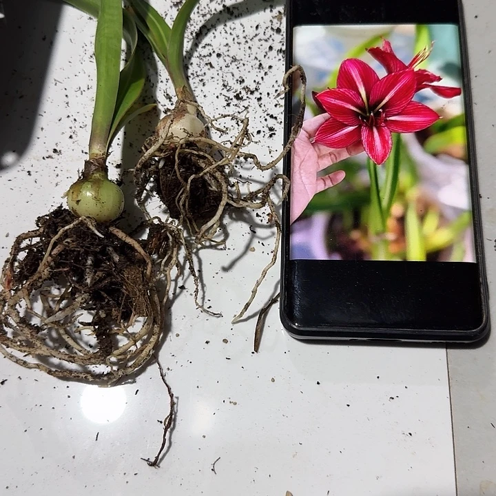 胭脂水粉朱顶红一棵2左右