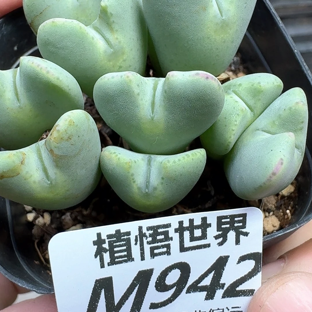 多肉植物的润泽cqfv