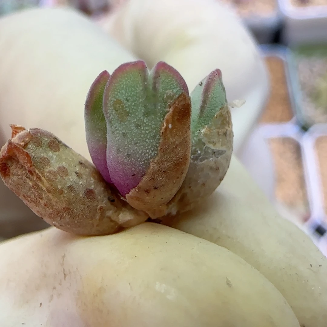 116园艺优选猪蹄985