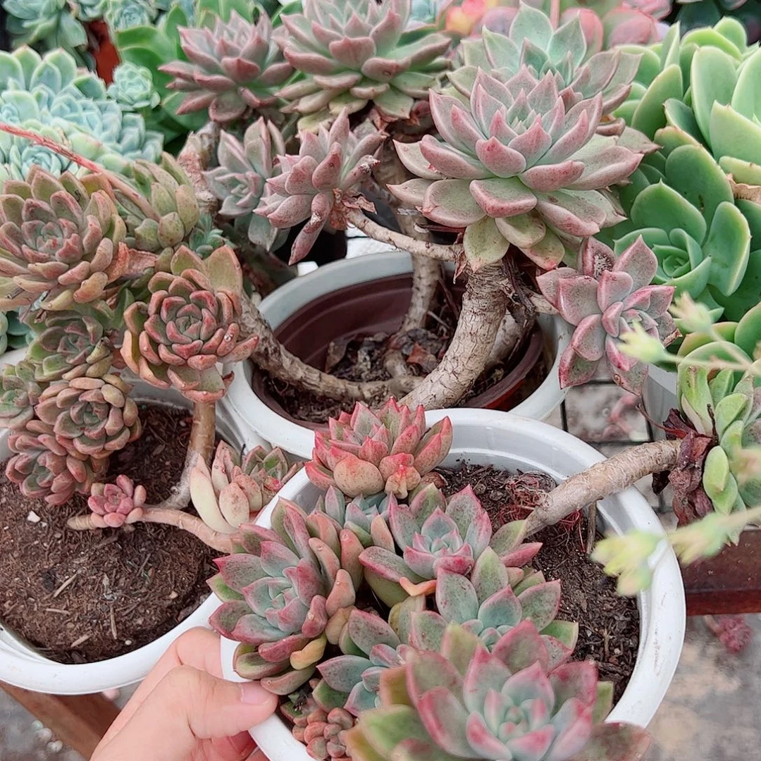 绚丽璀璨多头造型精品三盆