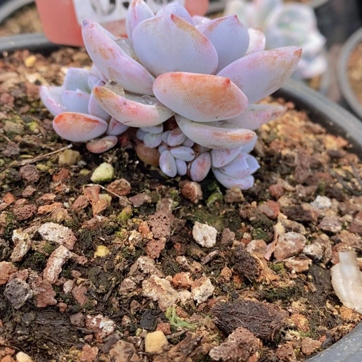 洛*035号多肉植物1111