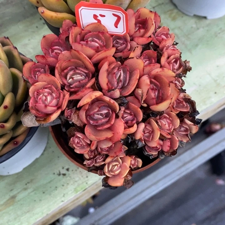 小***菊一物一拍秀妍多人57