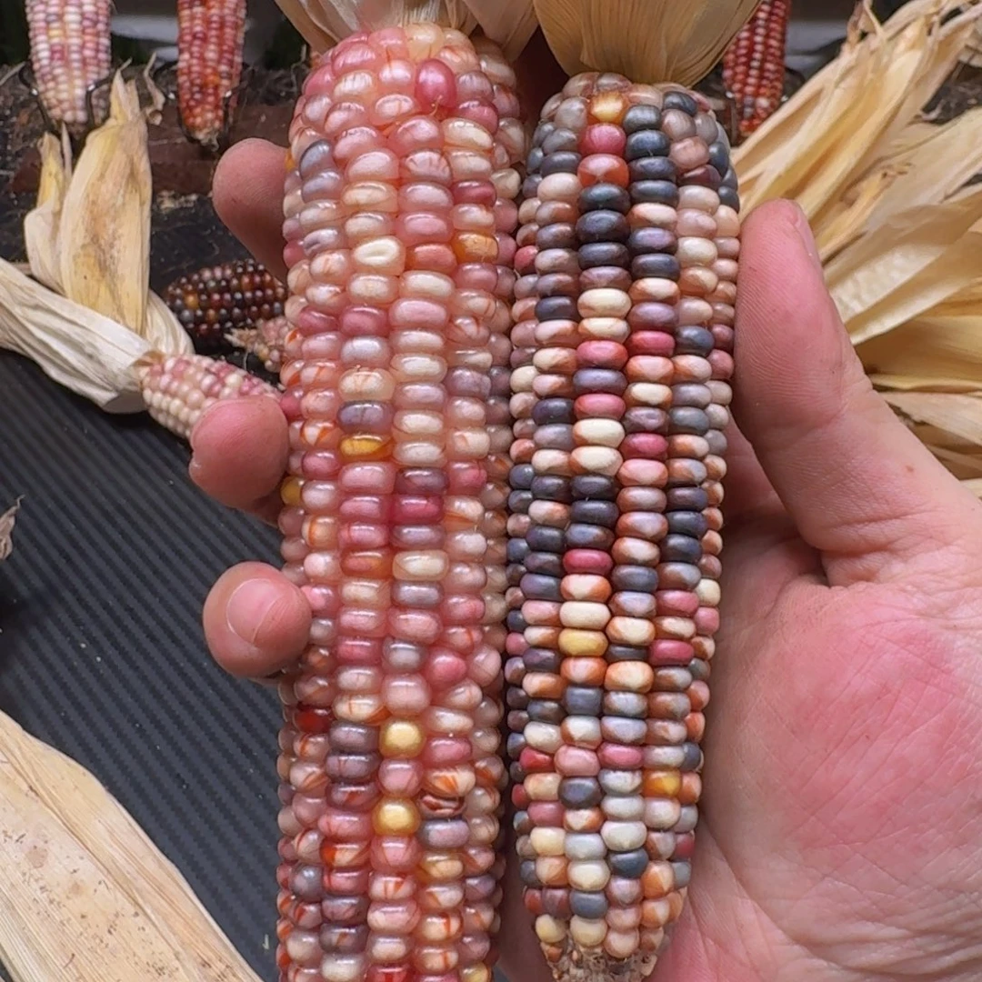 ****过柏香籽/百香籽吊坠