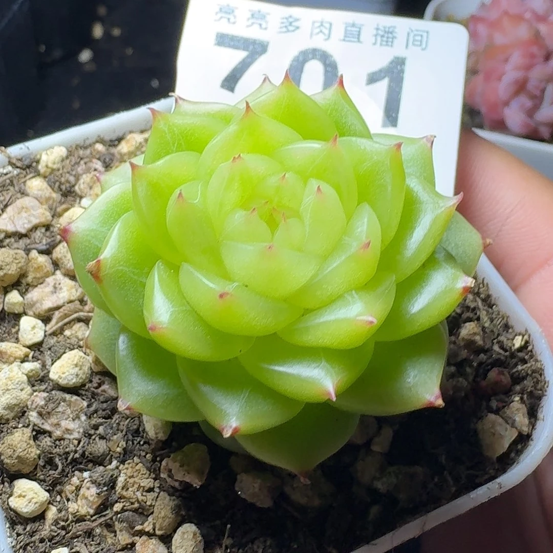 杜若珍妮            精美多肉植物