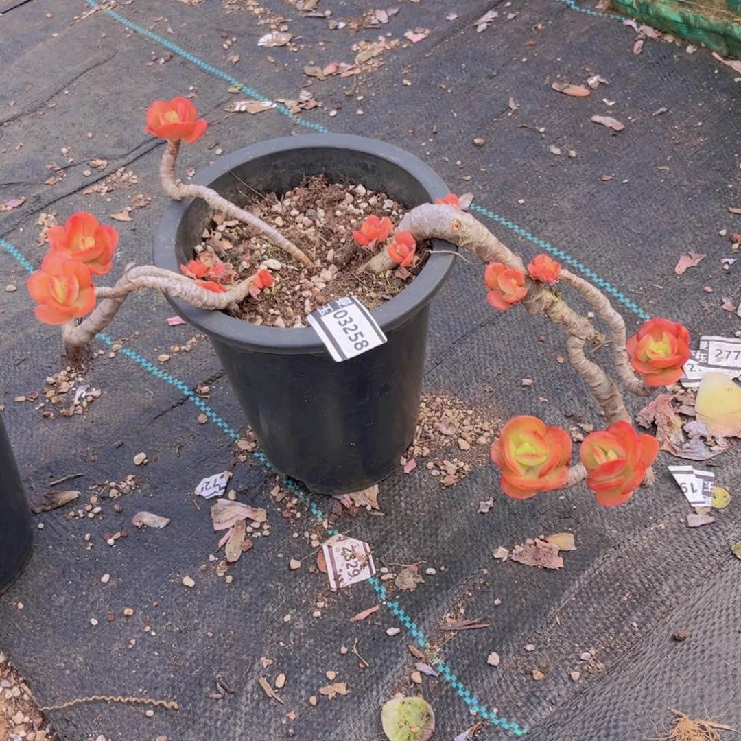 美***゜红梅多肉植物03258