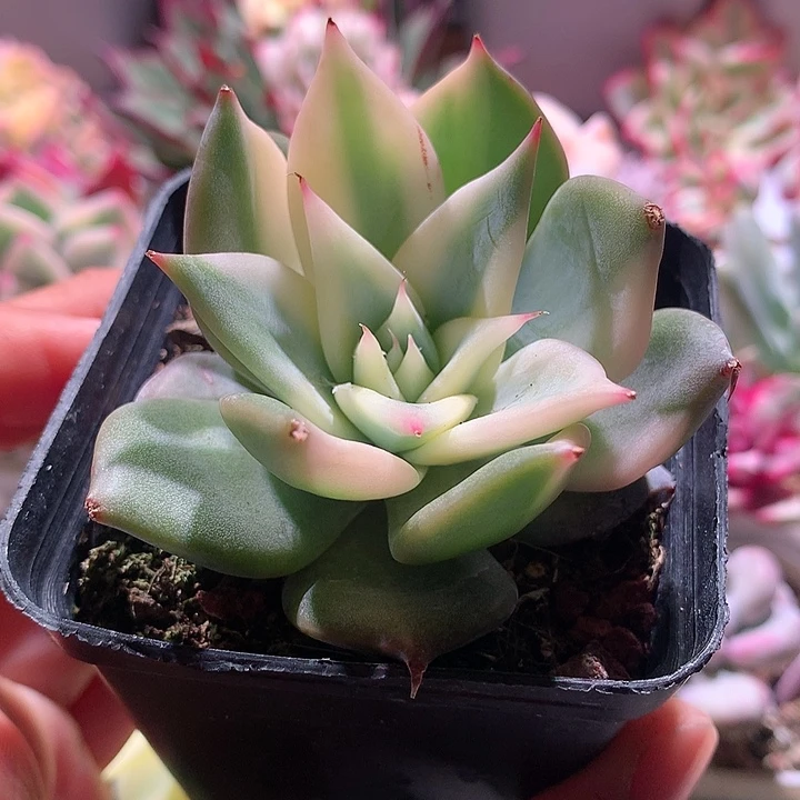 墨西哥巨人锦锦锦