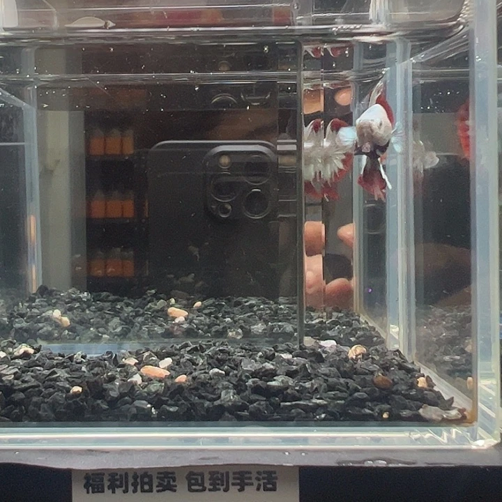 斗鱼竞拍跑单拉黑24日84