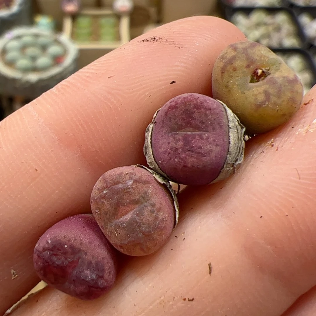 【闪购商品】271 变异