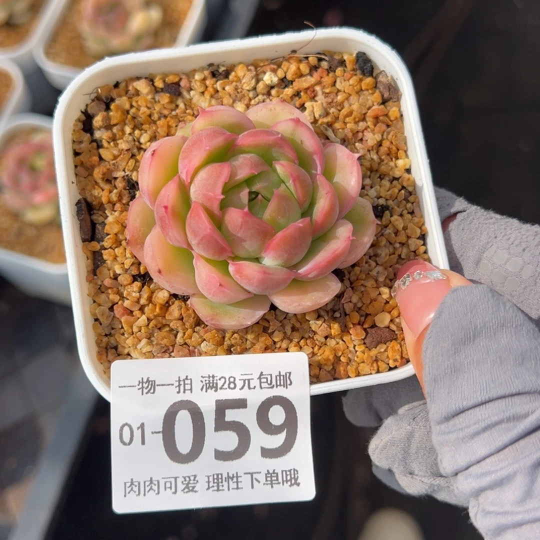 水晶虾饺多肉多肉多肉多肉多肉