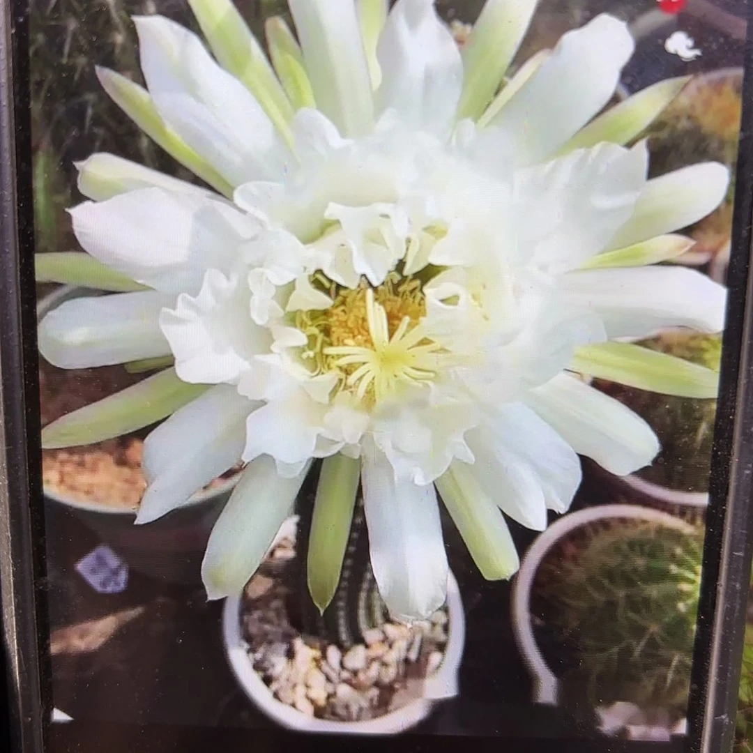 鹦鹉毛侧牙20包邮16