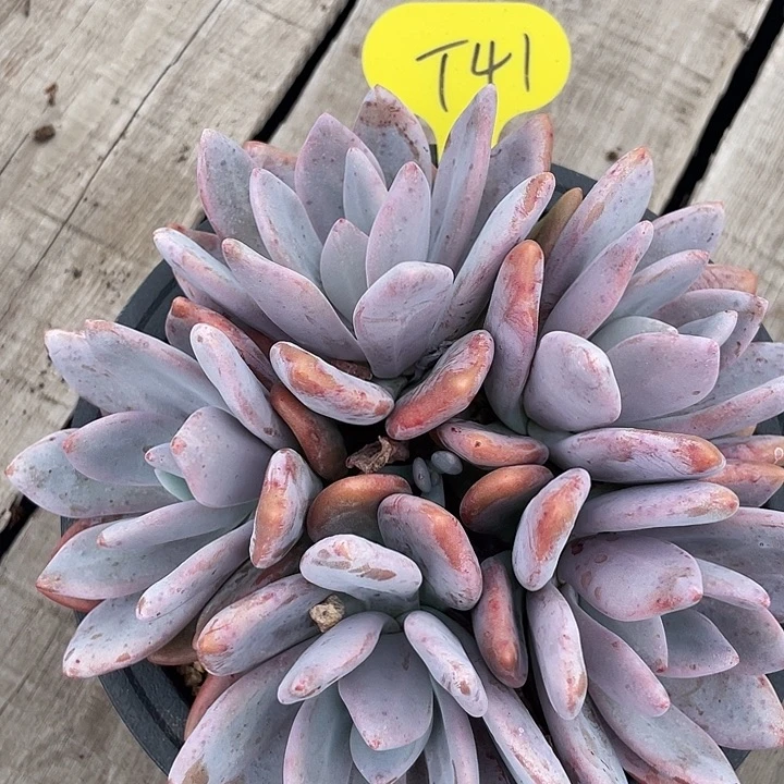 粉兔多肉植物群生41