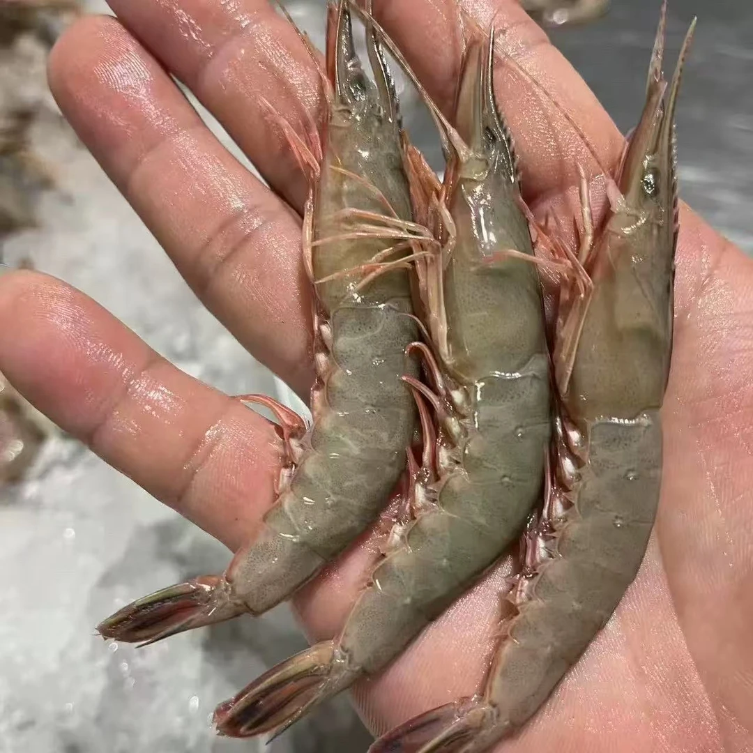 【滑皮虾3斤】东海野生滑皮虾 剑虾 鹰钩虾 鲜活速冻发货