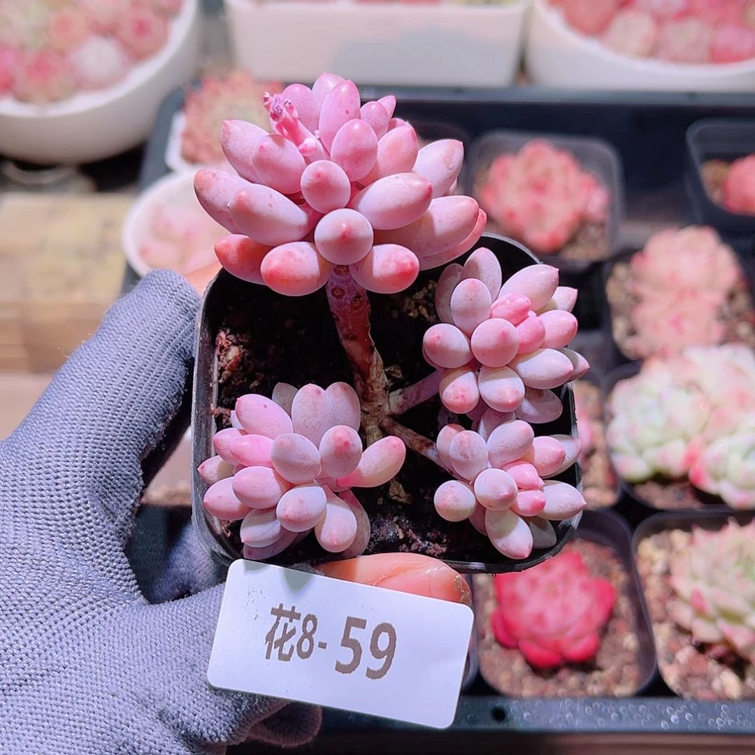 花08-59婴儿手指