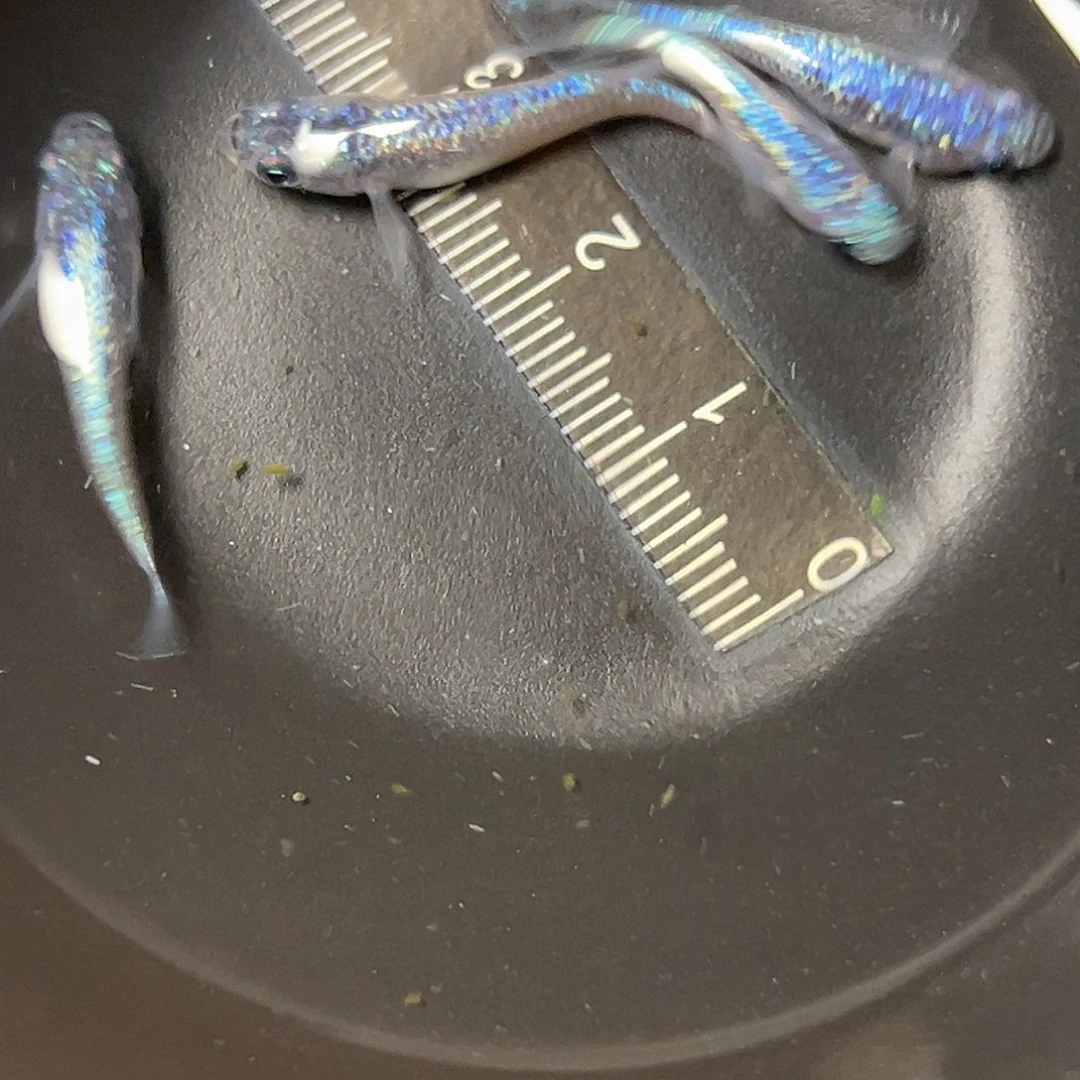 海水海王星一组60