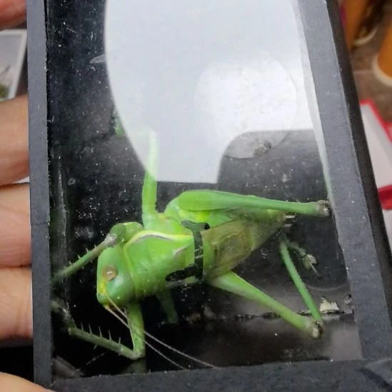 蟋蟀绿蝈蝈漂亮合适