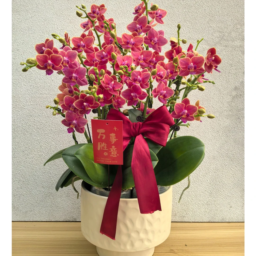 精品蝴蝶兰（金边玲珑）3.0寸大杯花期长耐开好养