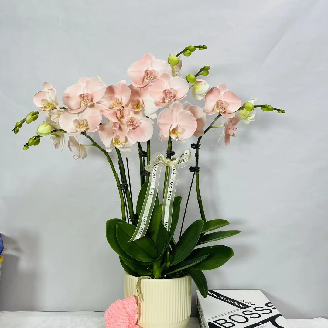 蝴蝶兰《大水蜜桃》粉色系 清新养眼 精致桌面款组盆 稀缺喷染工艺