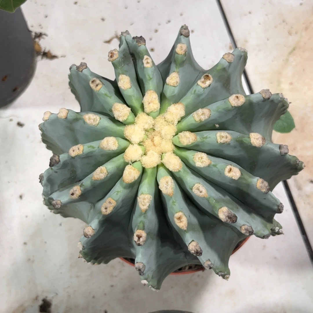 实生无刺王冠龙脱土发货
