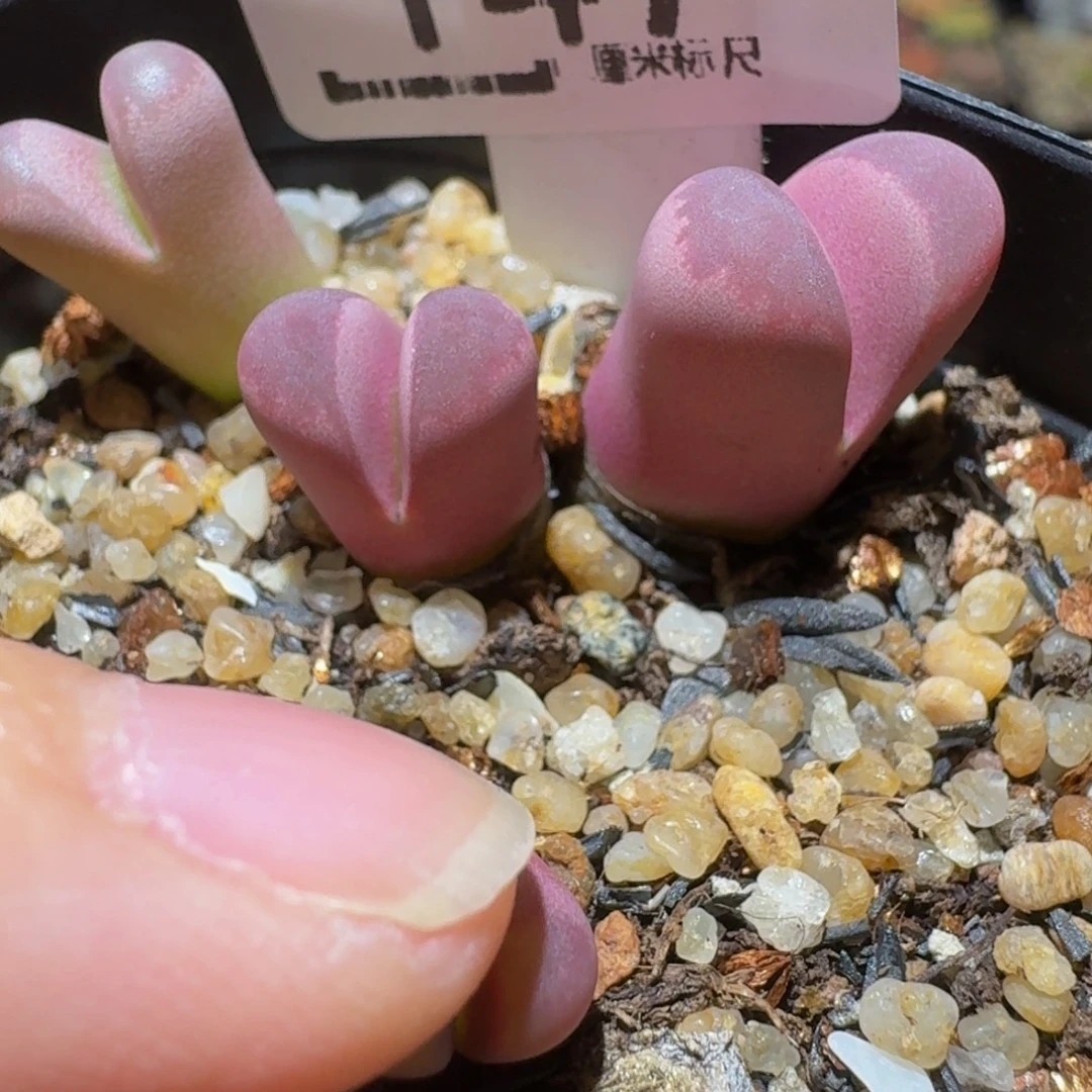 Ssss精品生石花147