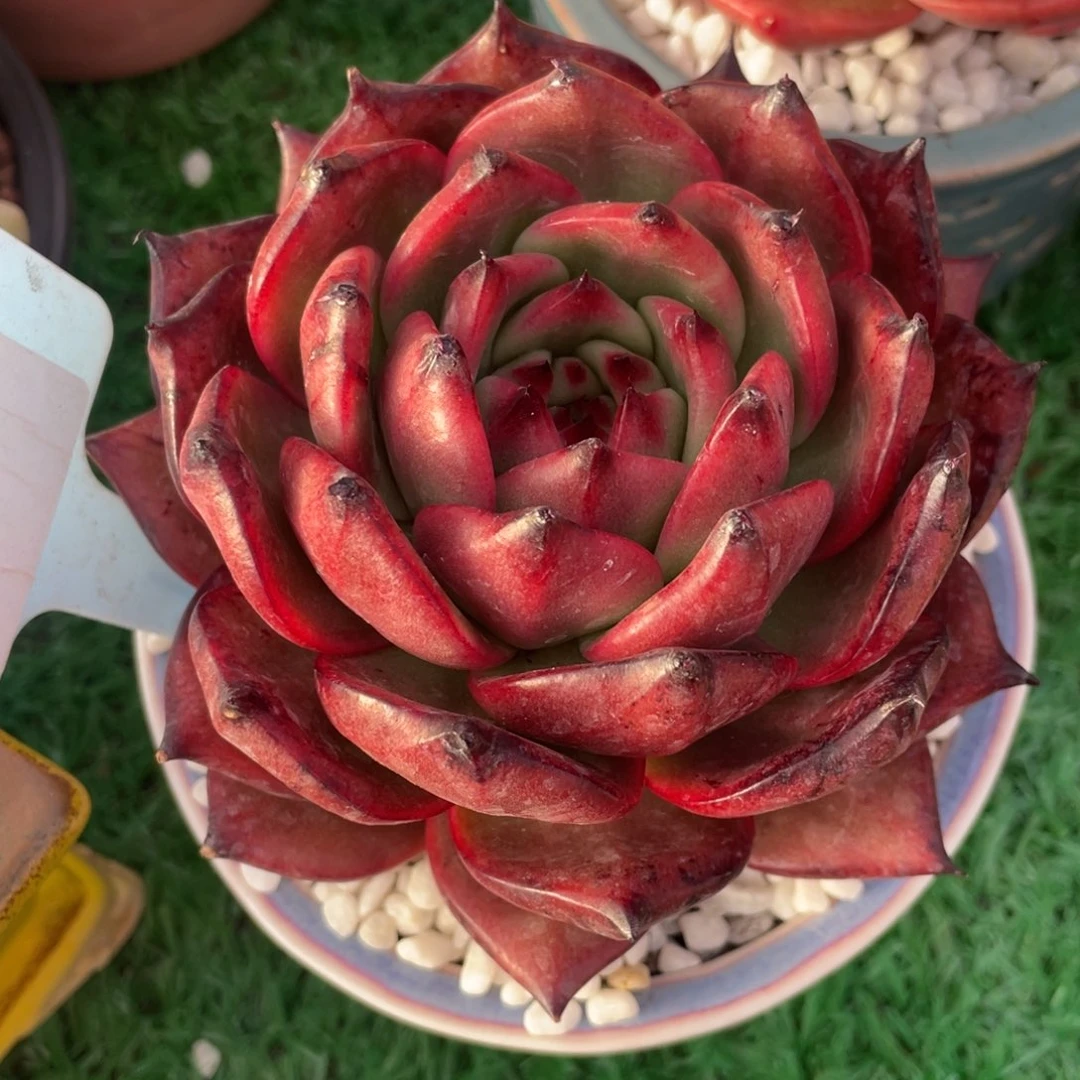 多肉植物盆栽多肉植物