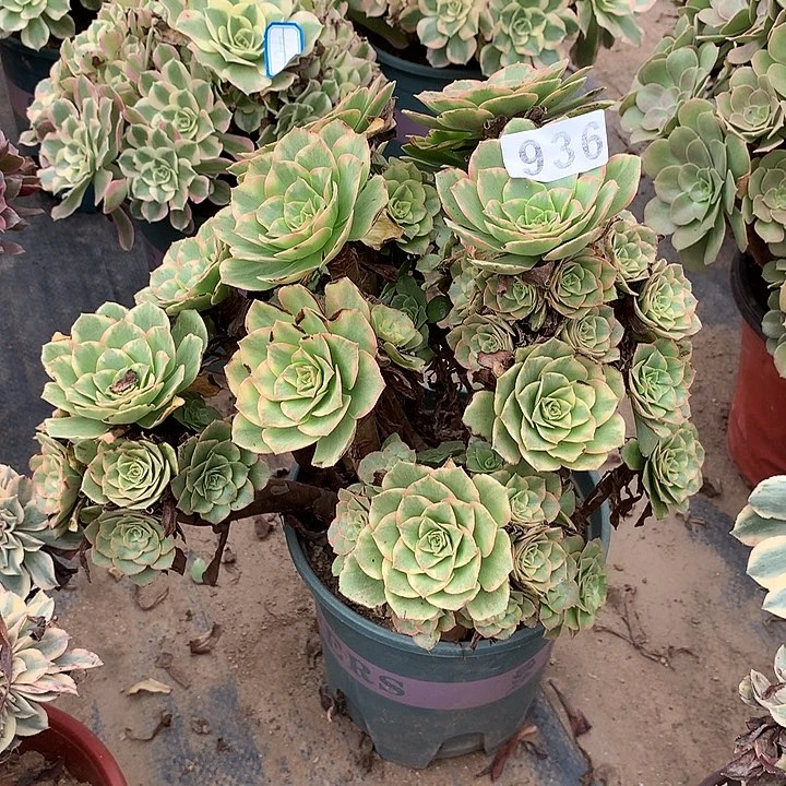 多肉植物金秋936号