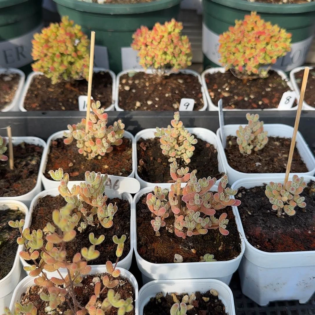 田****螂实生冰晶枝干专拍