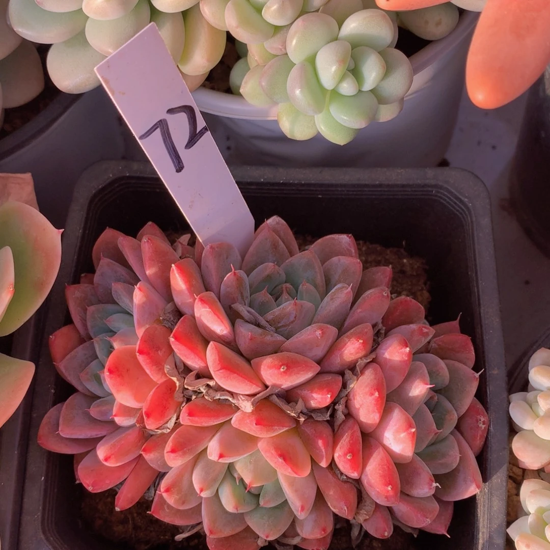 读肉皮子和欧ywywyywuwwu