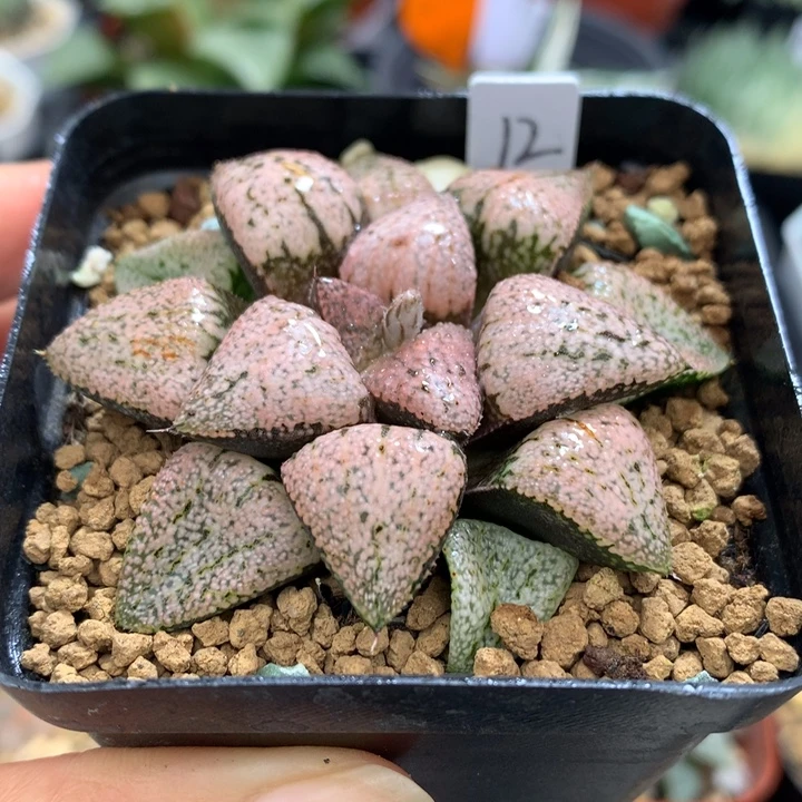 红孔雀白银，带盆发货