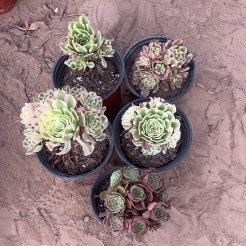 325多肉植物组合，