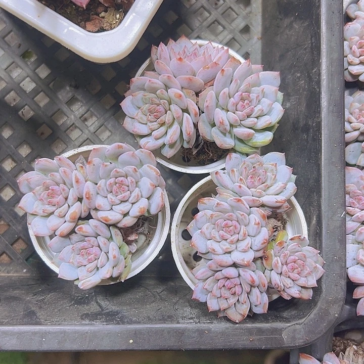 星星橙穴盘群3个没有盆19包邮