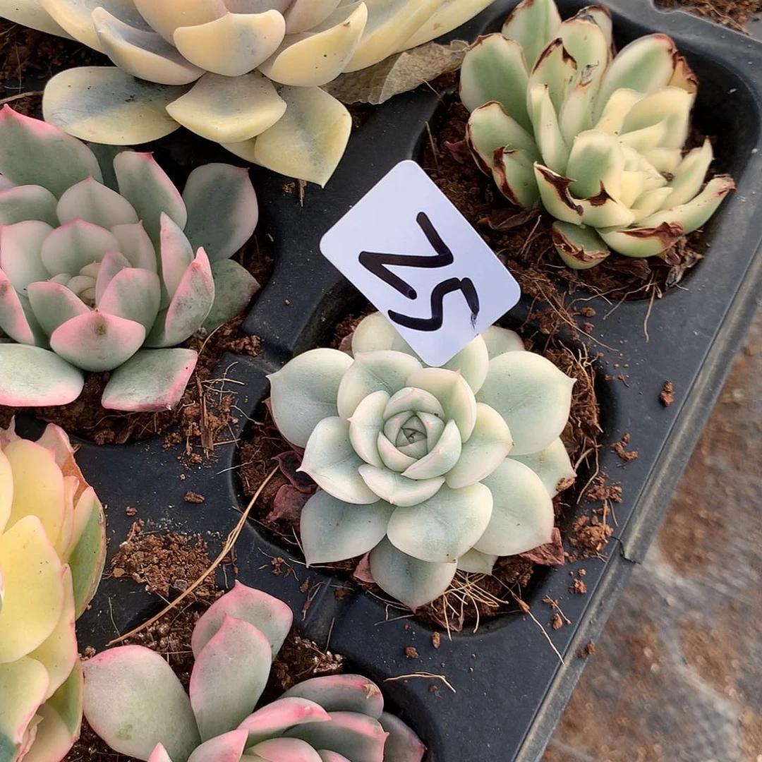 柒***夏月亮仙子多肉植物老桩锦