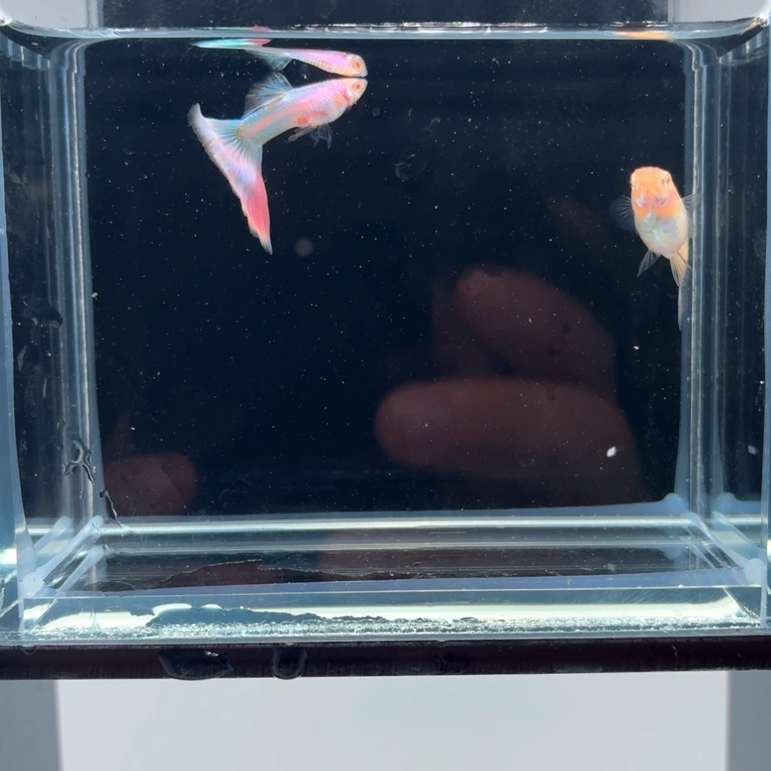 孔雀鱼极光幻彩一对（44）