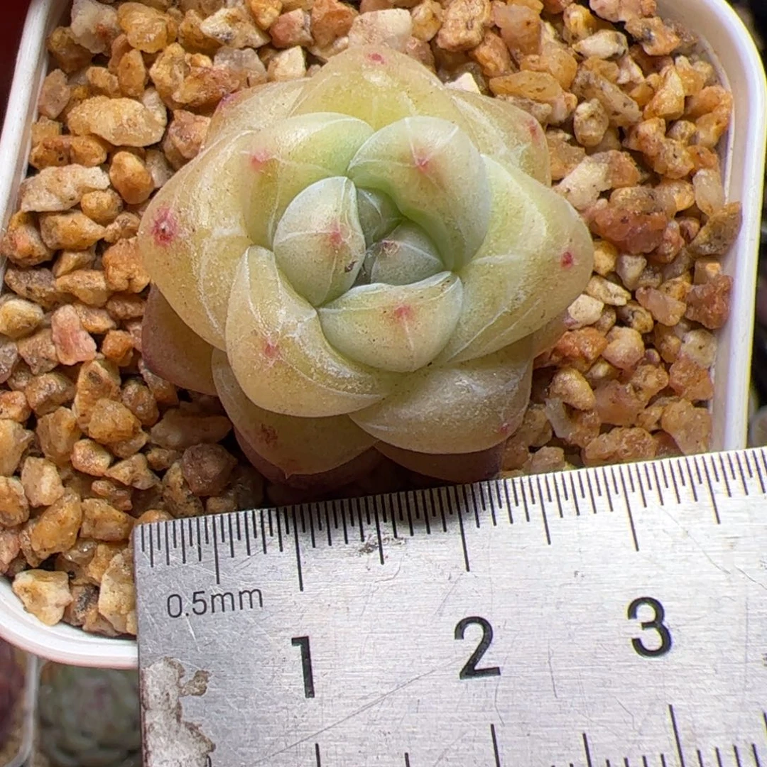 626 多肉植物组合盆栽