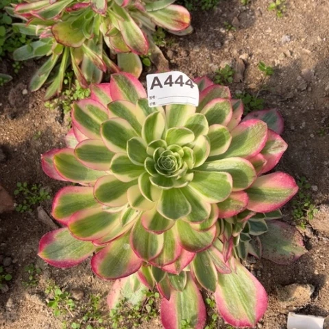 多肉植物粉体海王