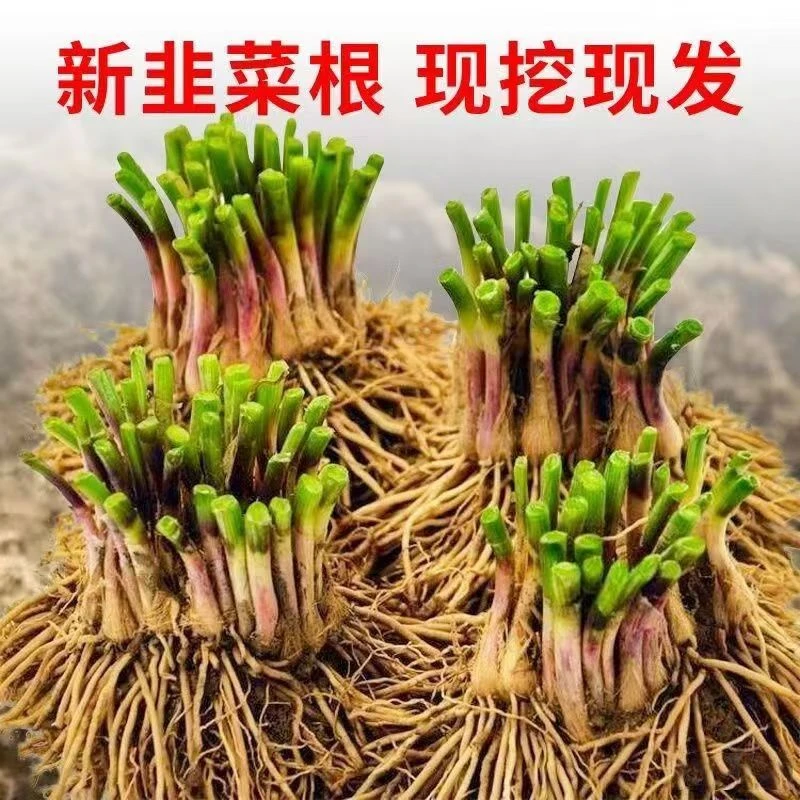 红根韭菜根苗紫根宽叶红根四季细叶韭菜根盆栽室内阳台蔬菜秧苗