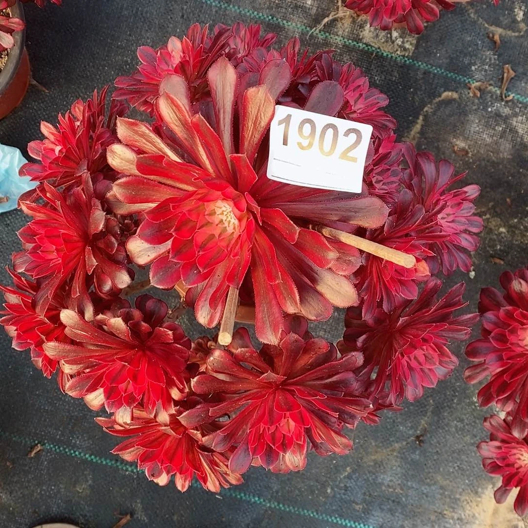 红陶湘****部1902黑铜白4多肉