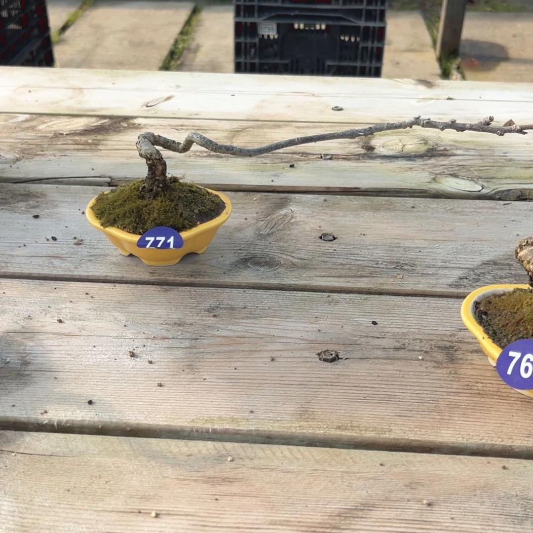 红陶如*.红红火火过大年771