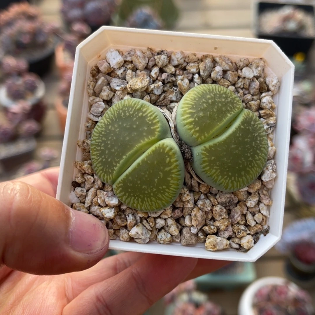 8年母本可带盆土发货