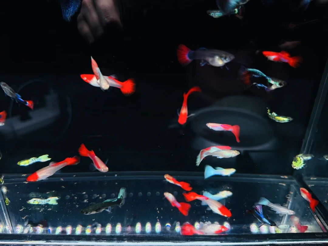 全家福热带孔雀鱼（入缸不包损）